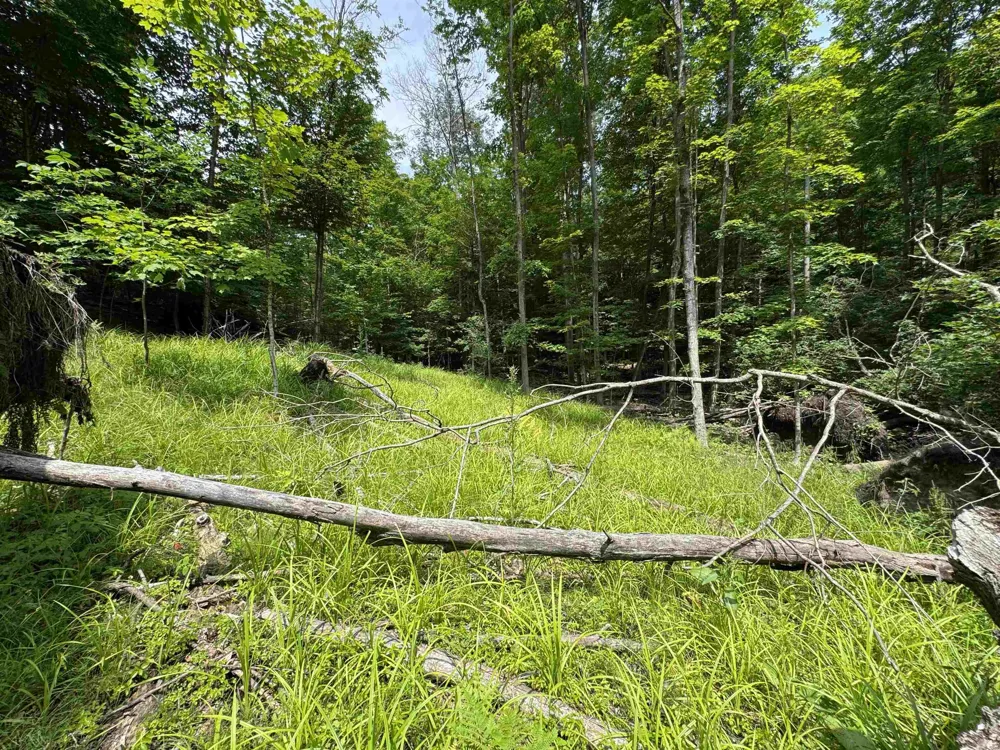 E Bellinger Road Kasson Township, MI 49621