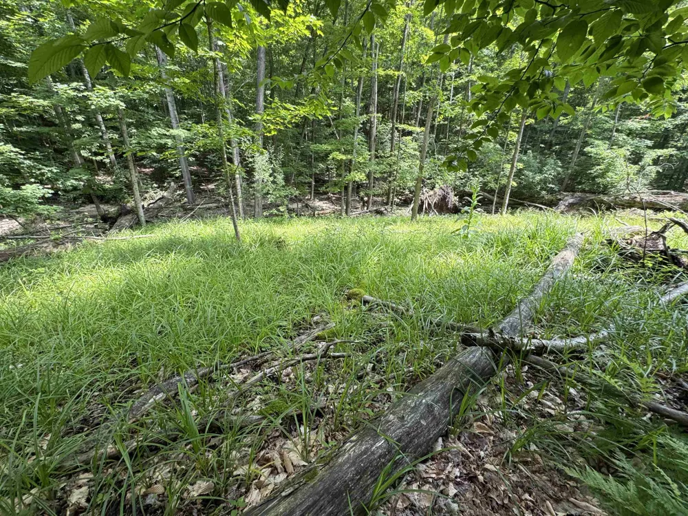 E Bellinger Road Kasson Township, MI 49621