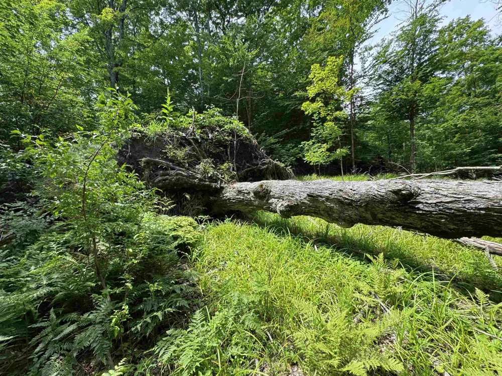E Bellinger Road Kasson Township, MI 49621