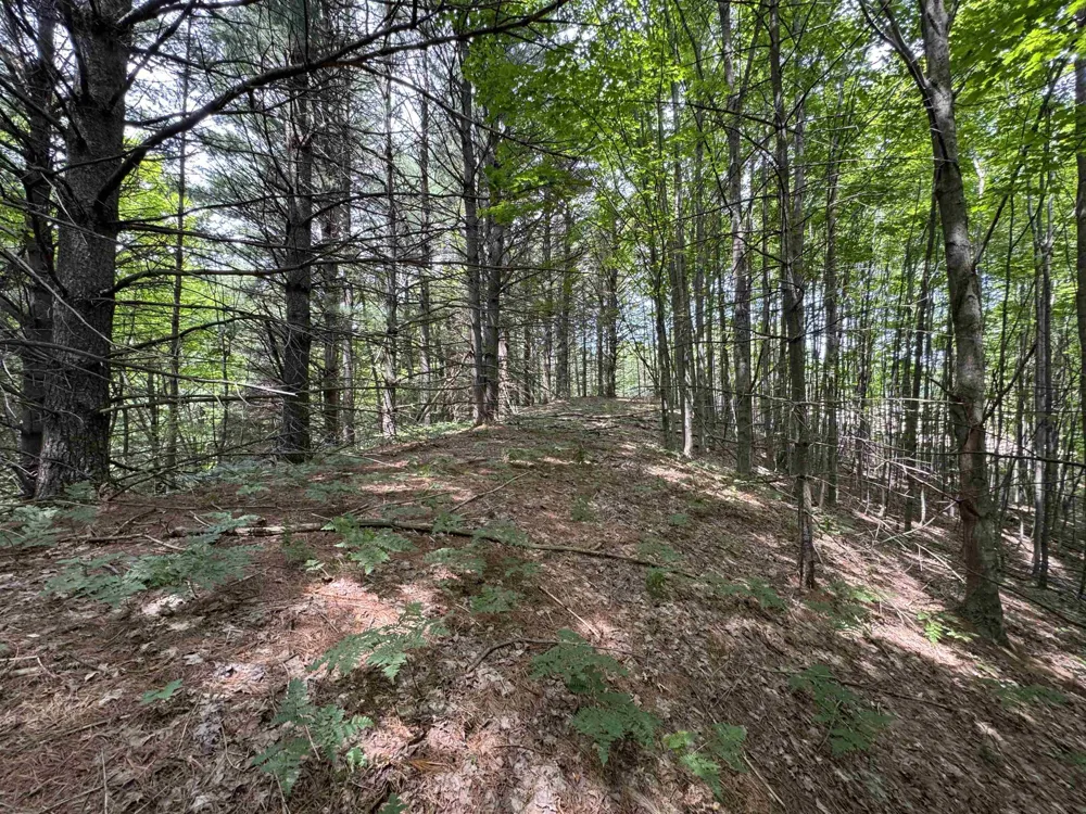 E Bellinger Road Kasson Township, MI 49621