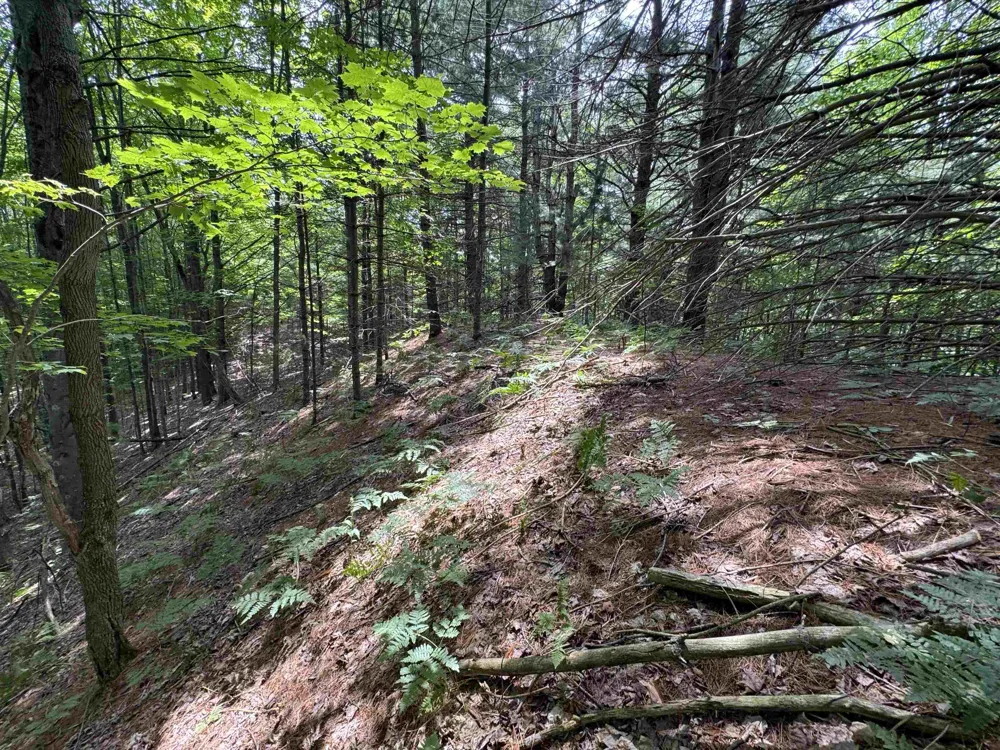 E Bellinger Road Kasson Township, MI 49621