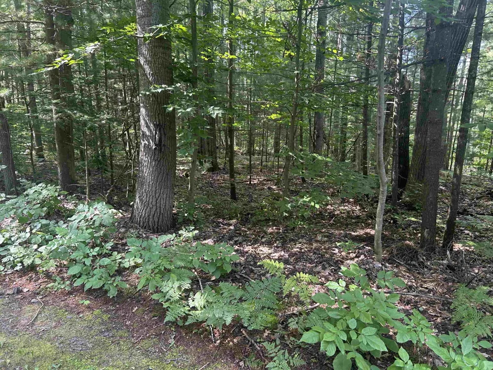 S M-88 Custer Township, MI 49615