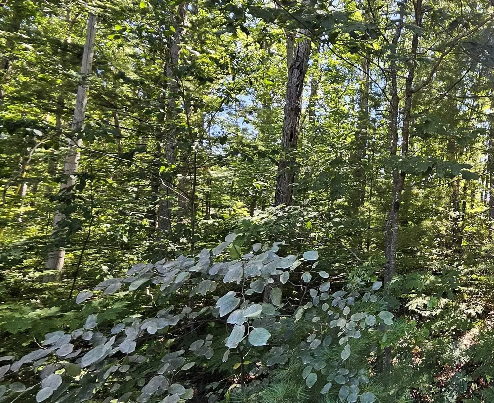 Merritt Street Fife Lake Township, MI 49633
