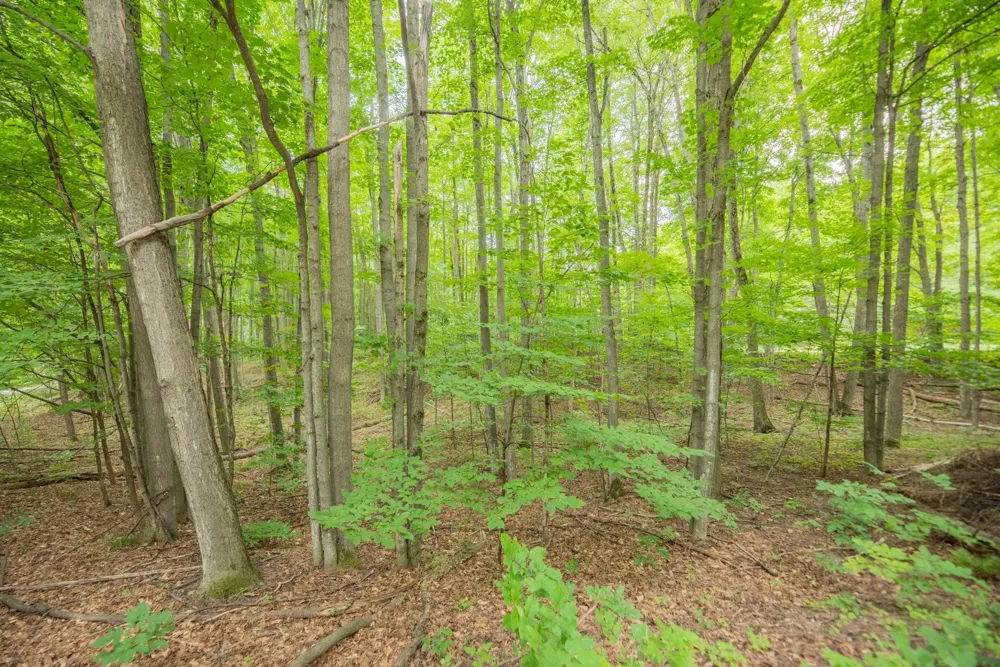 Hansel Strause E Custer Township, MI 49615
