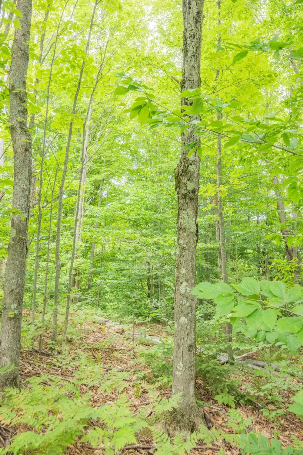 Hansel Strause E Custer Township, MI 49615