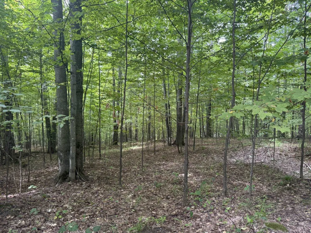 Niblick Court Kearney Township, MI 49615
