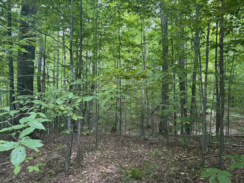 Niblick Court Kearney Township, MI 49615