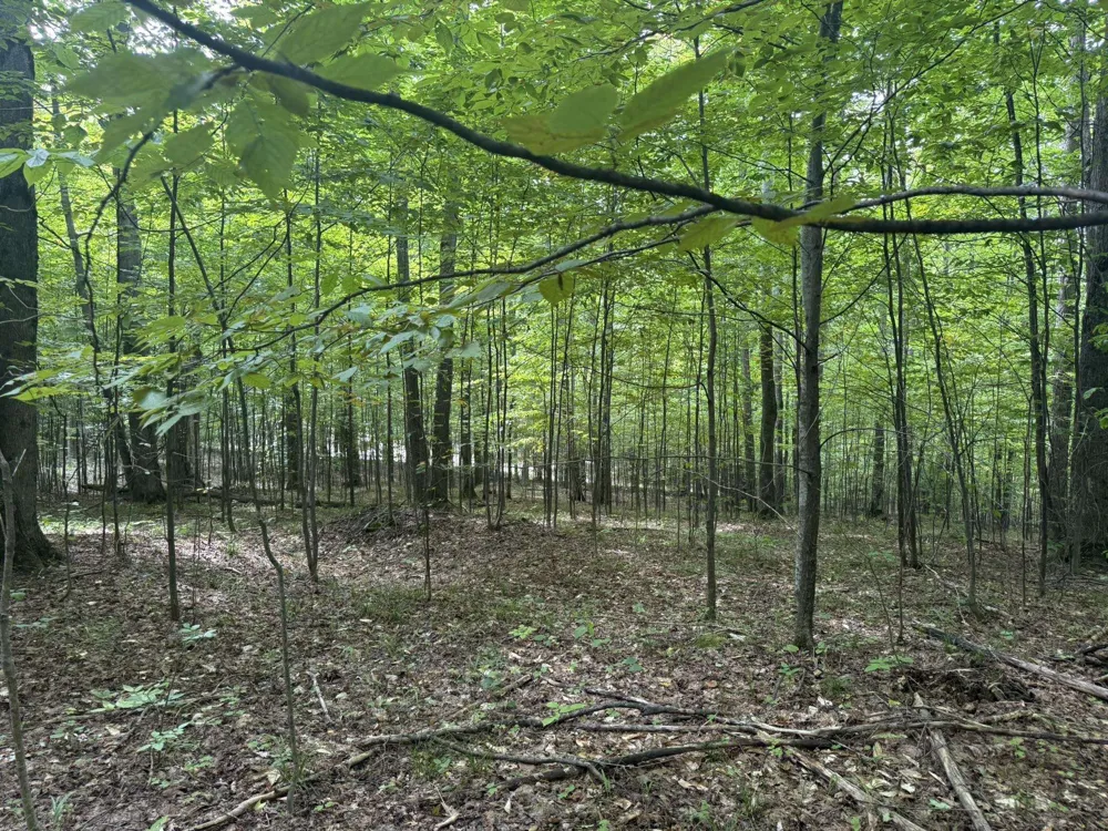 Niblick Court Kearney Township, MI 49615