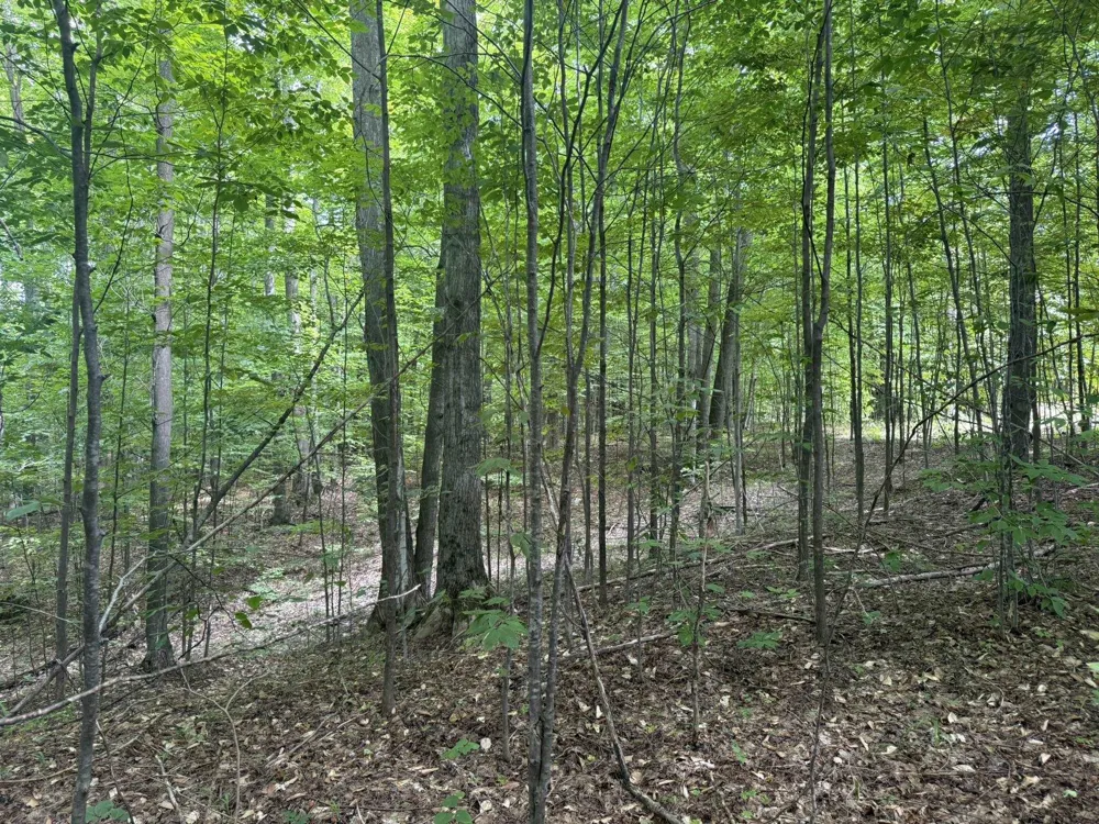 Niblick Court Kearney Township, MI 49615