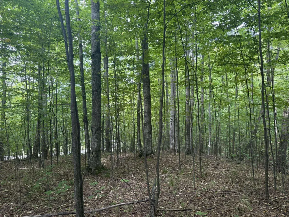 Niblick Court Kearney Township, MI 49615