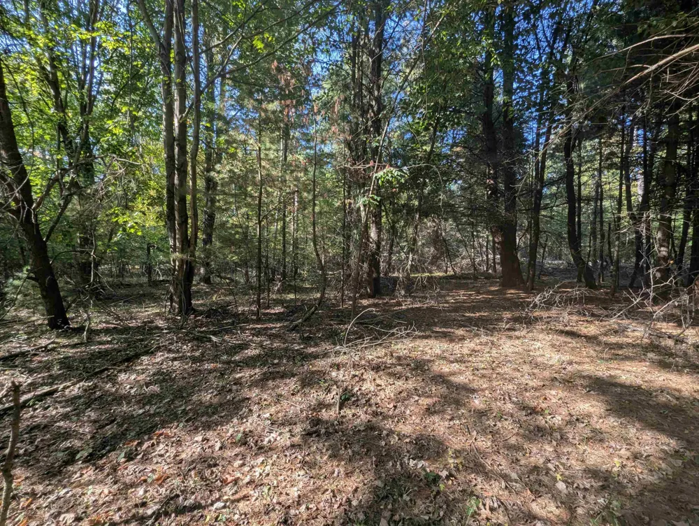 Forest Lake Drive Moffatt Township, MI 48610