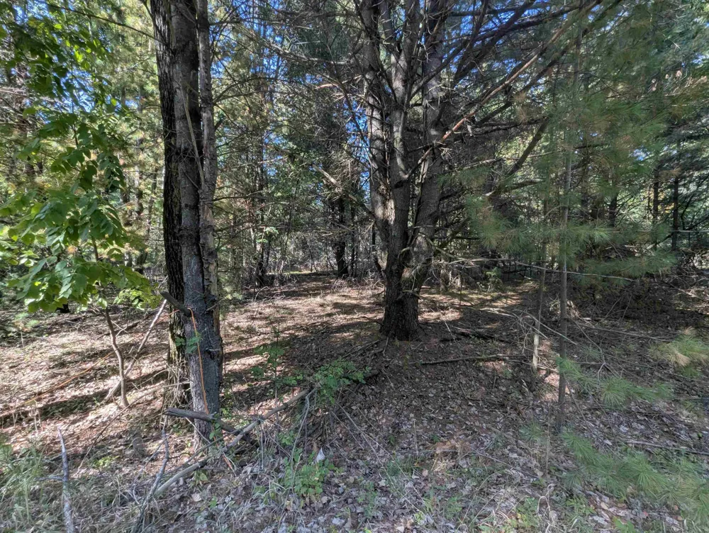 Forest Lake Drive Moffatt Township, MI 48610
