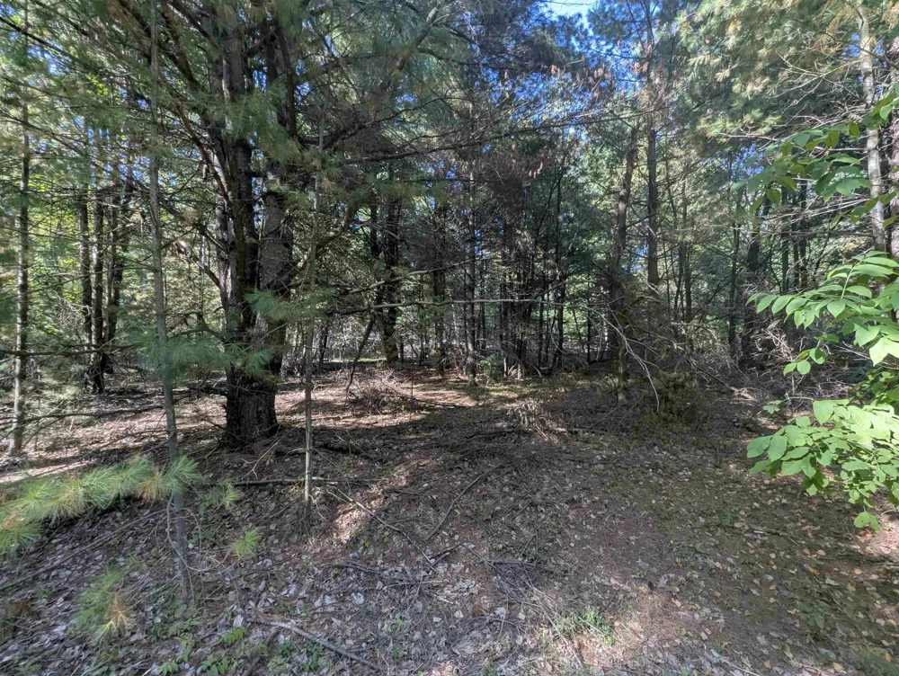 Forest Lake Drive Moffatt Township, MI 48610