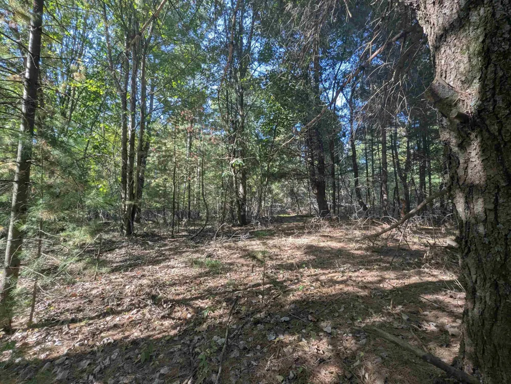 Forest Lake Drive Moffatt Township, MI 48610