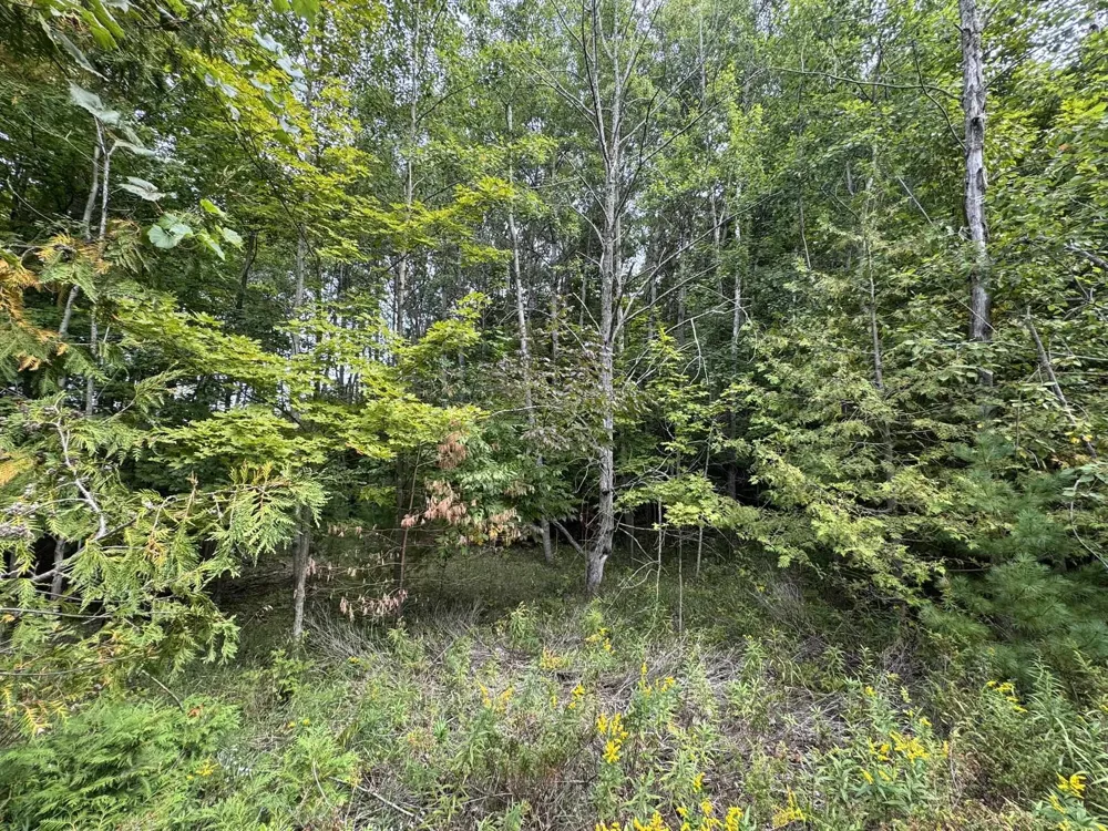 E Old Mountain Road Cleveland Township, MI 49621