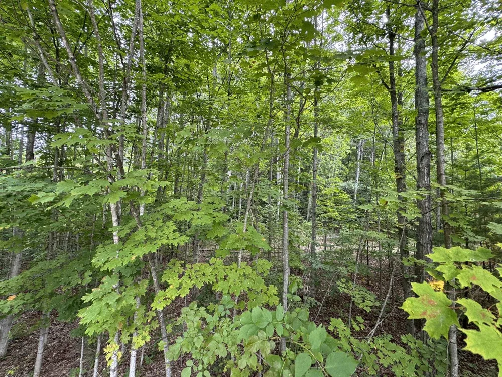 E Old Mountain Road Cleveland Township, MI 49621