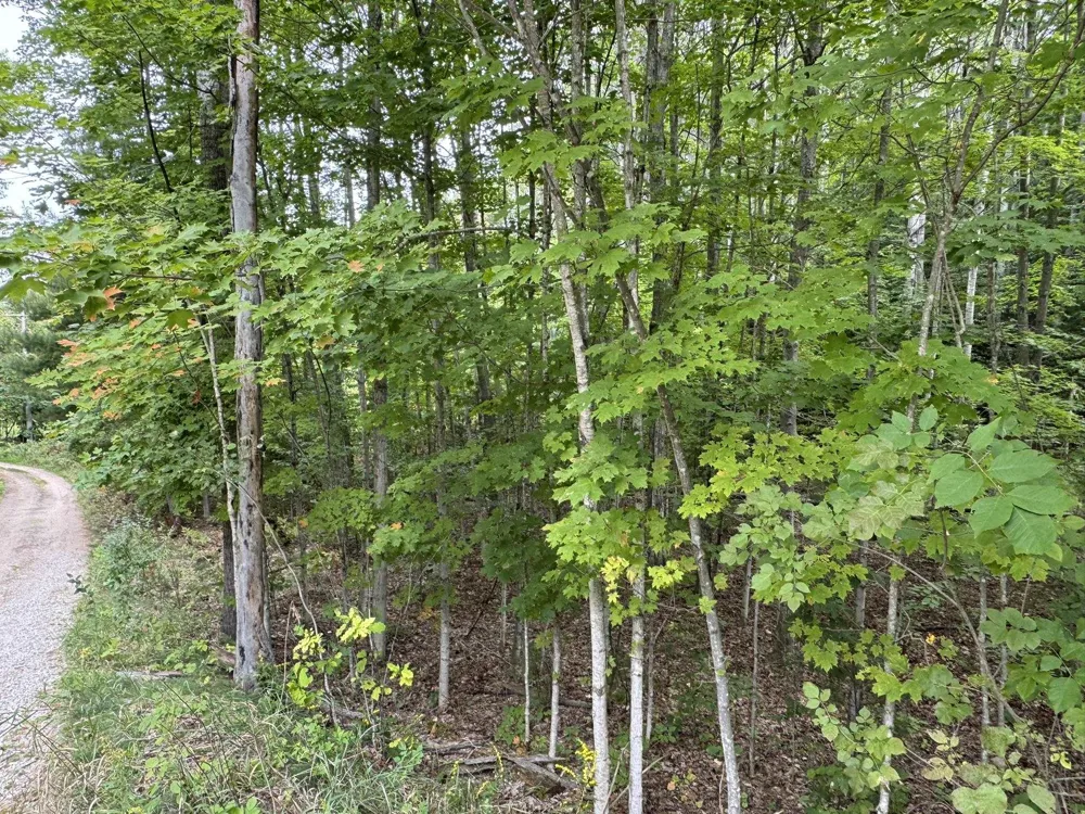 E Old Mountain Road Cleveland Township, MI 49621