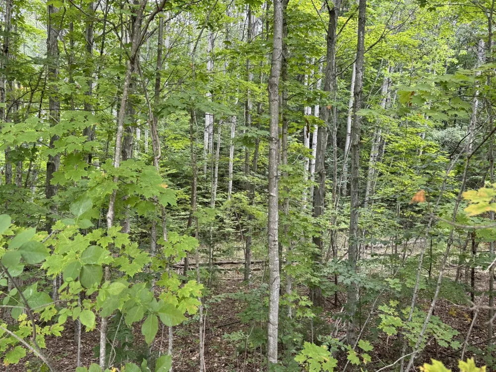 E Old Mountain Road Cleveland Township, MI 49621
