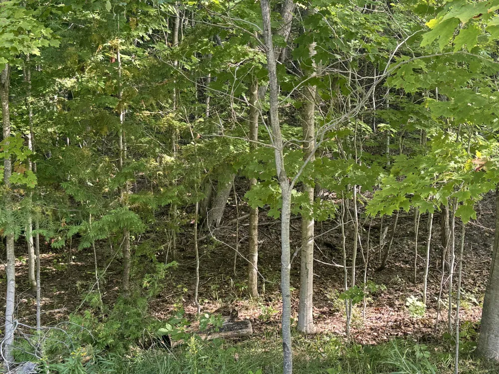 E Old Mountain Road Cleveland Township, MI 49621