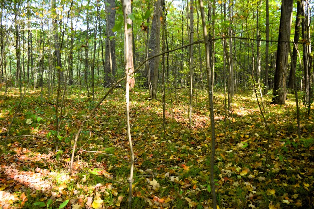8568 W Ludington Drive Garfield Township, MI 48632