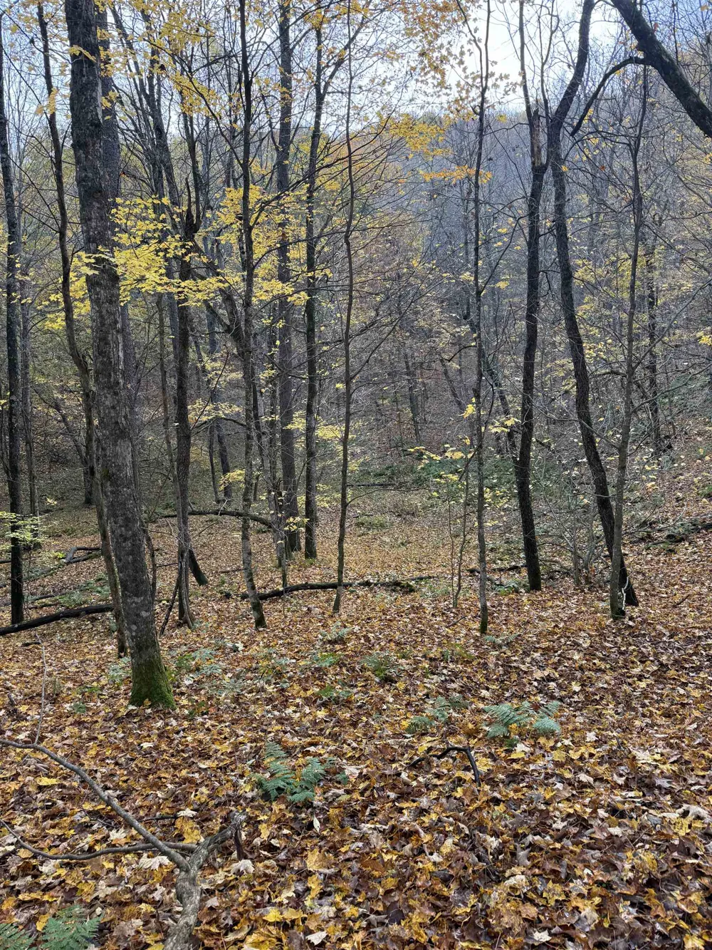 S Fritz Road Kasson Township, MI 49630