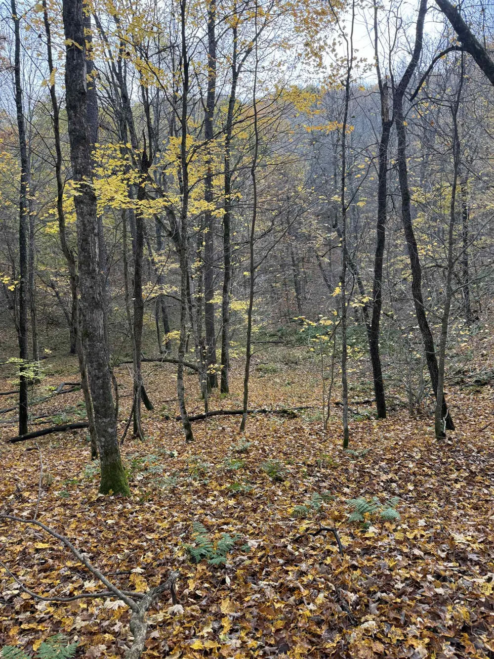 S Fritz Road Kasson Township, MI 49630