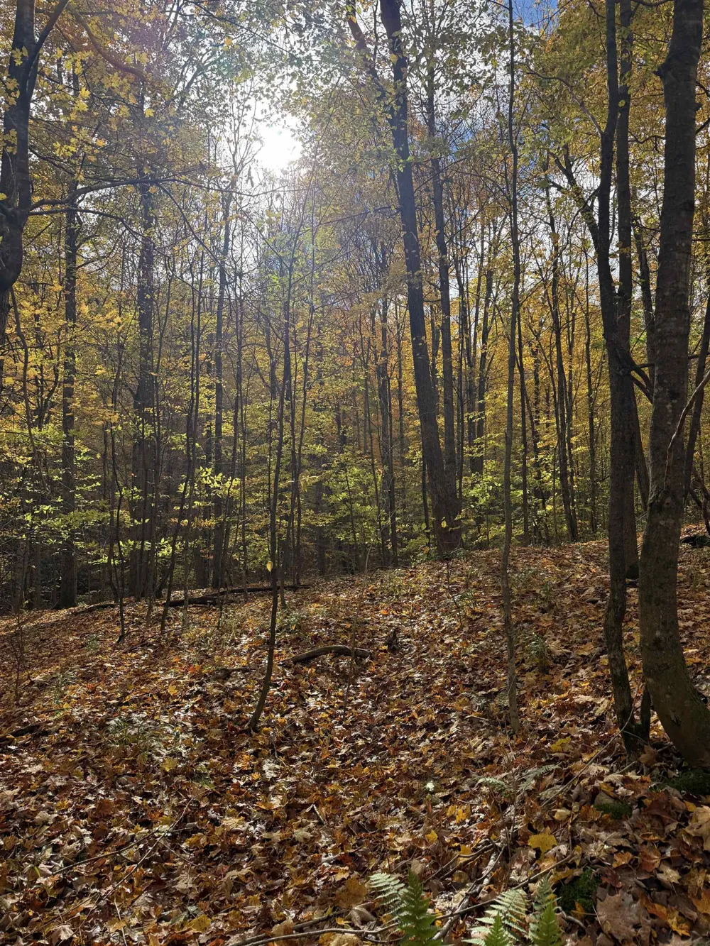 S Fritz Road Kasson Township, MI 49630