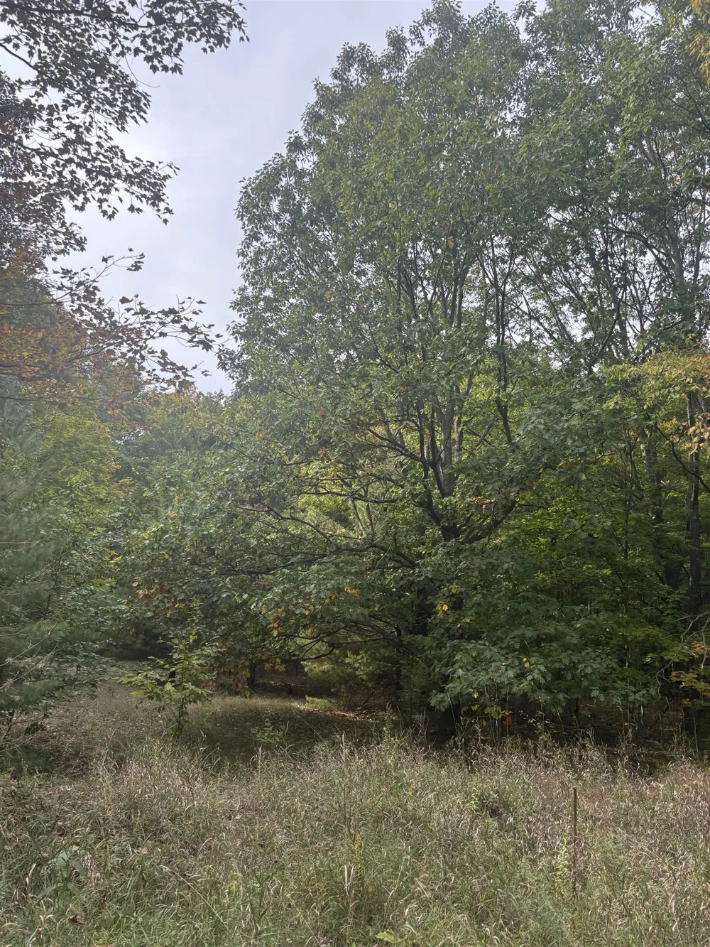 S Fritz Road Kasson Township, MI 49630