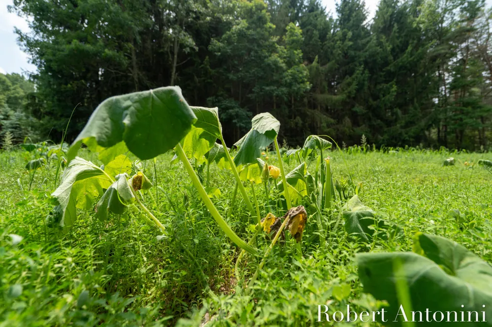 4751 S Johnson Road Montcalm Township, MI 49326