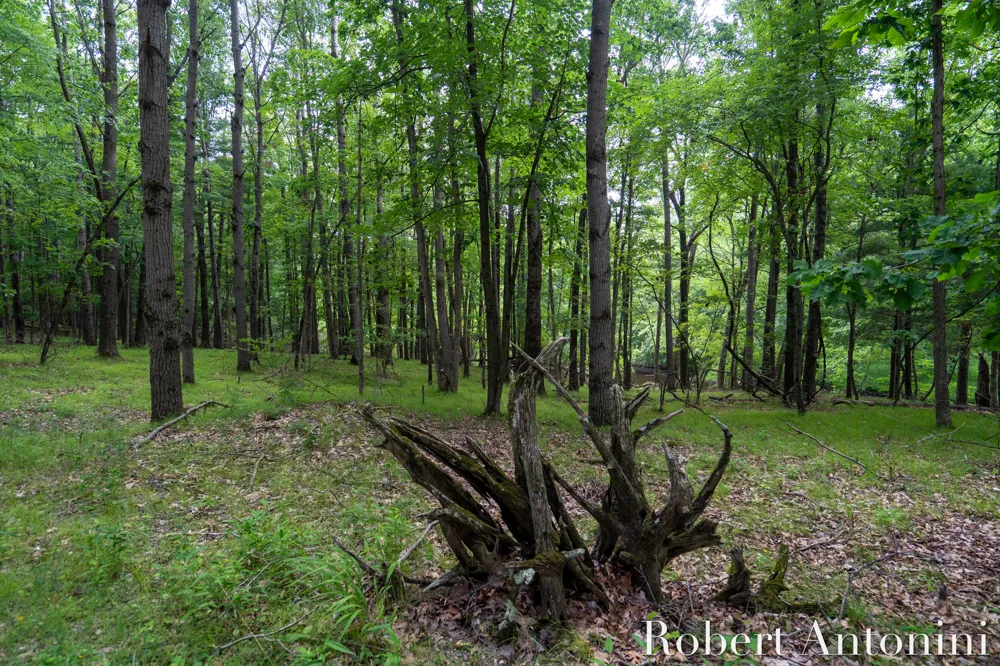 4751 S Johnson Road Montcalm Township, MI 49326