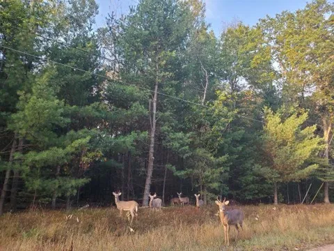 Buffalo Trail