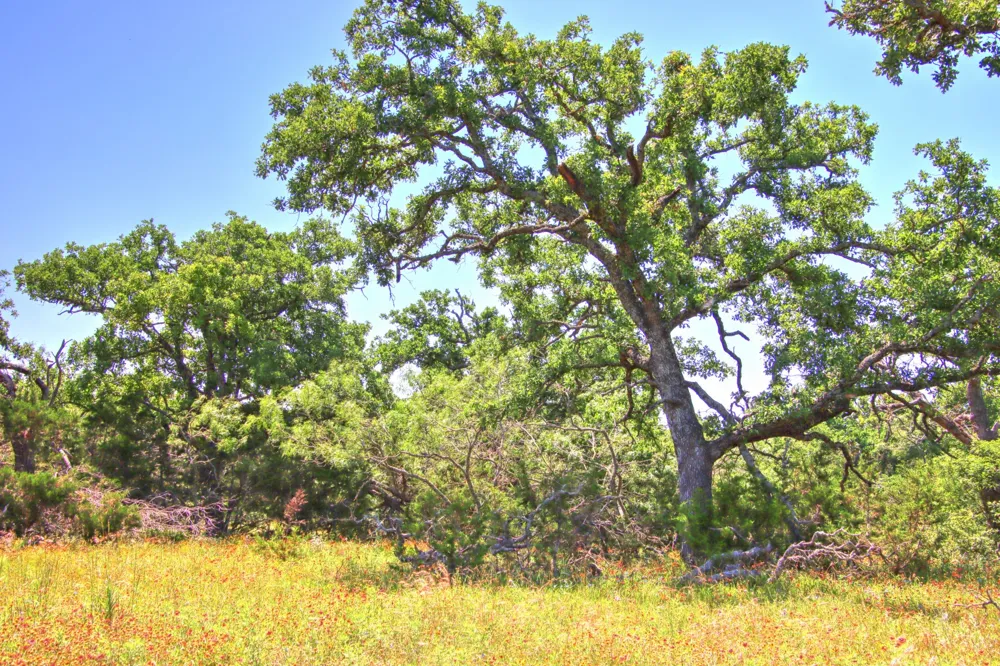 6 RM 1323 Willow City, TX 78675