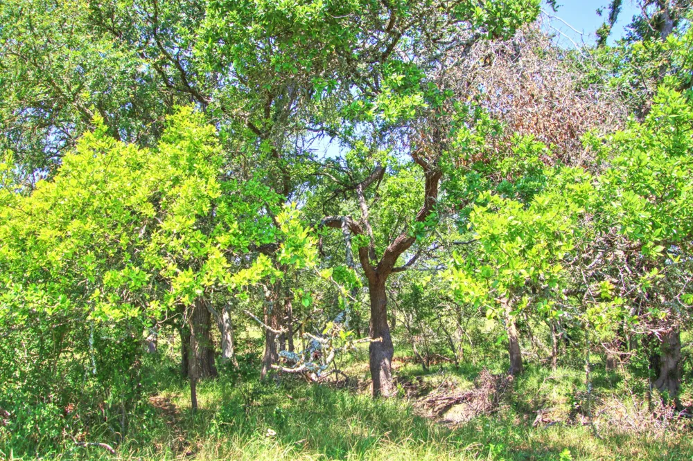 6 RM 1323 Willow City, TX 78675