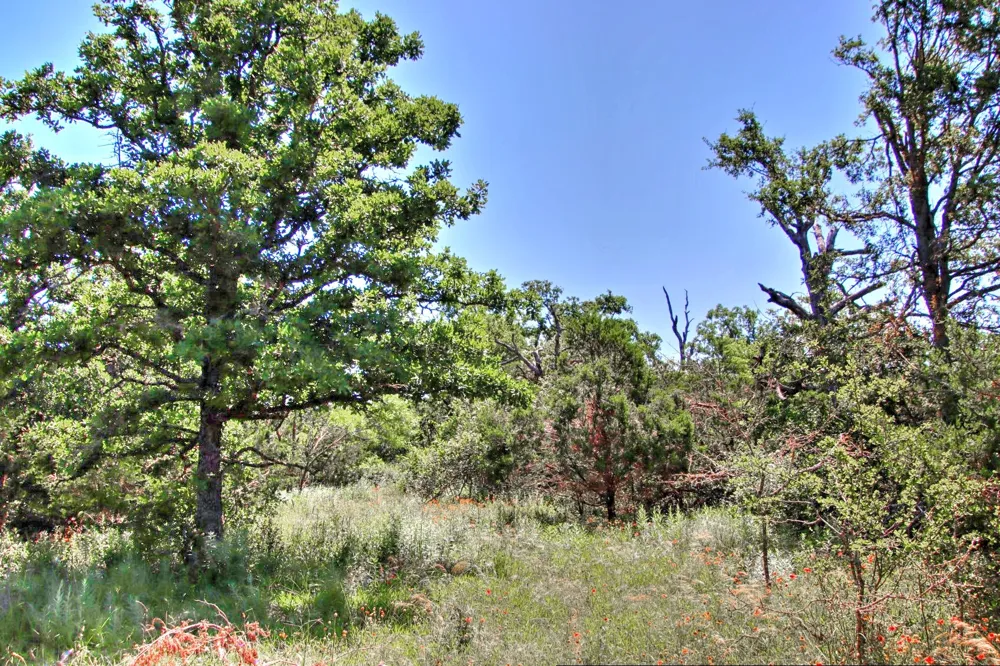 6 RM 1323 Willow City, TX 78675