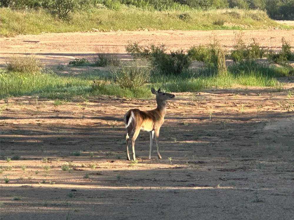 2976 Lower Willow Creek Road Mason, TX 76820