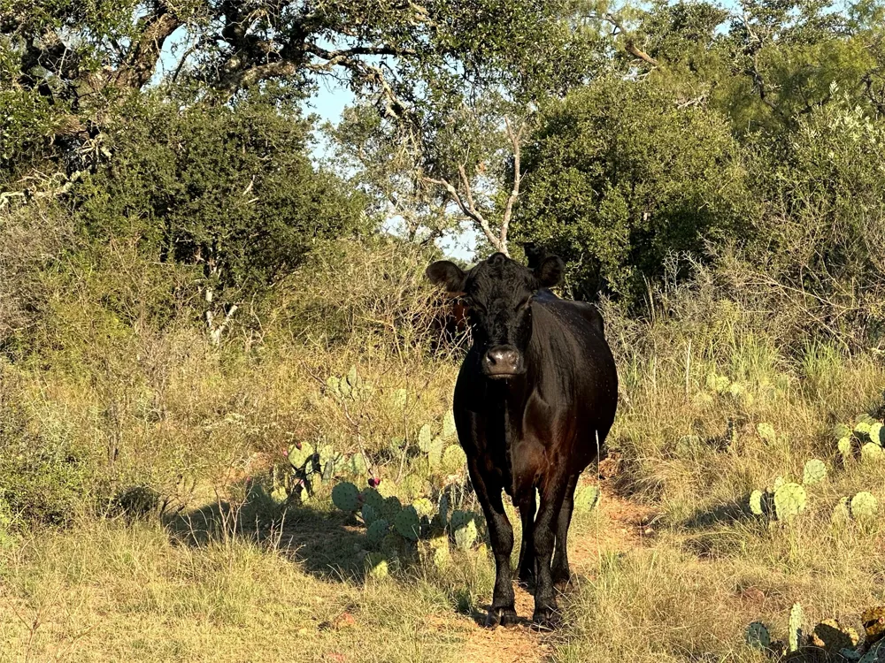 2976 Lower Willow Creek Road Mason, TX 76820