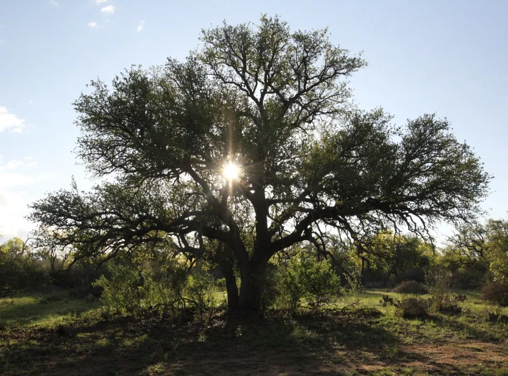 2976 Lower Willow Creek Road Mason, TX 76820