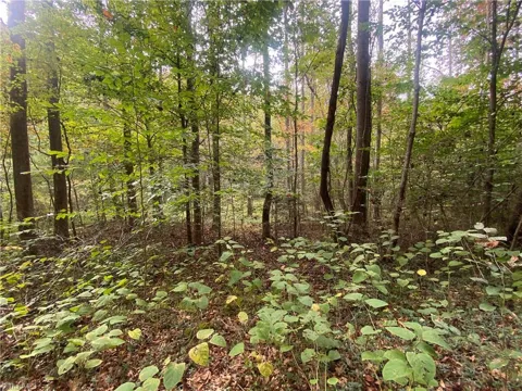 00 Bear Hollow Lane