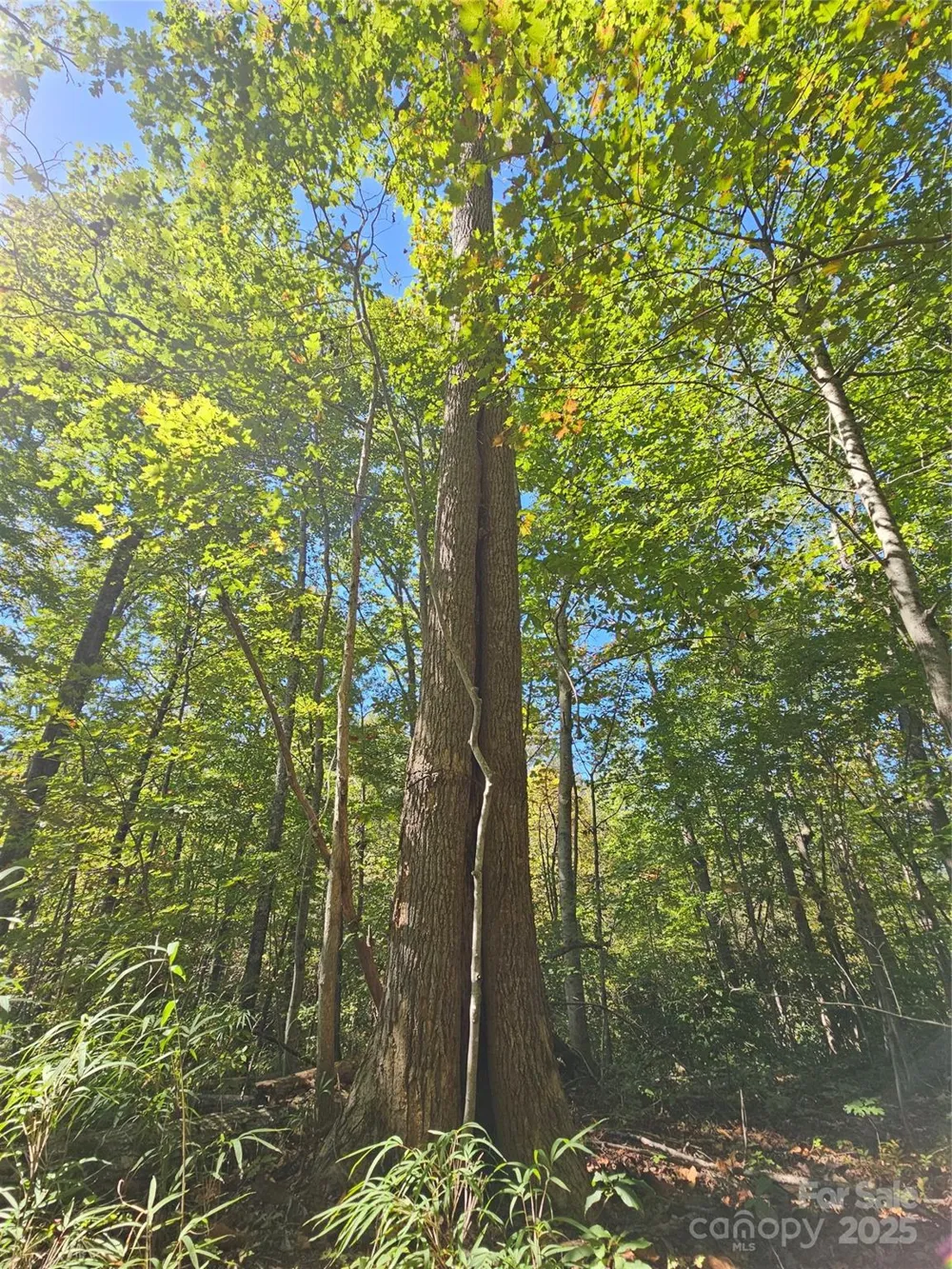 TBD Lackey town Road