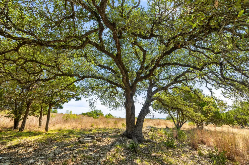 2 Ranch Road 165 Blanco, TX 78606