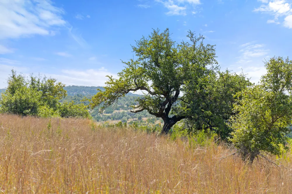 2 Ranch Road 165 Blanco, TX 78606