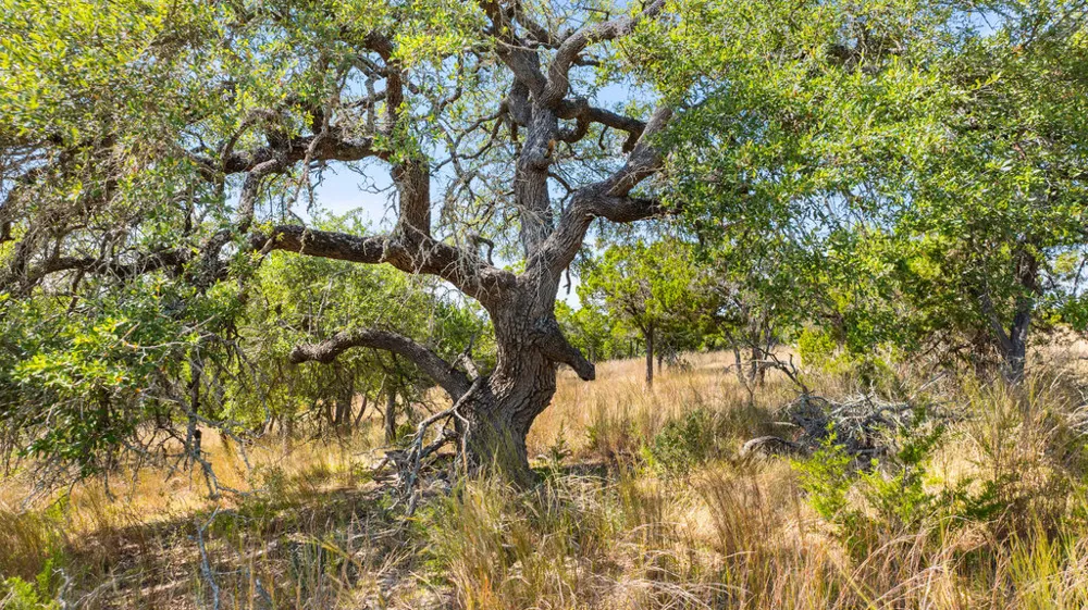 2 Ranch Road 165 Blanco, TX 78606