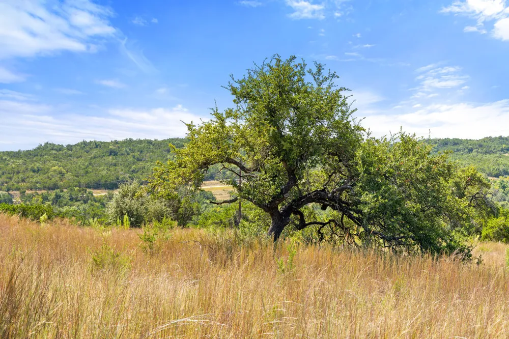 2 Ranch Road 165 Blanco, TX 78606