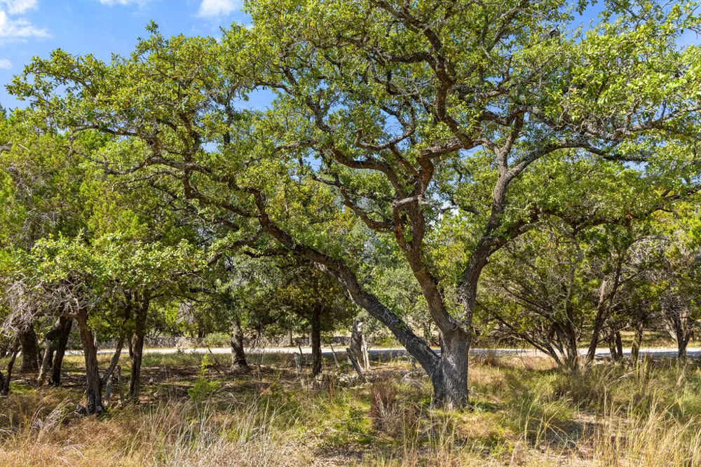 2 Ranch Road 165 Blanco, TX 78606