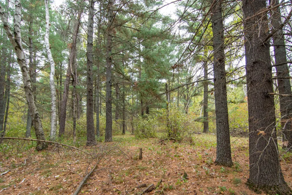 TBD Harriet Lake Trail NW Backus, MN 56435