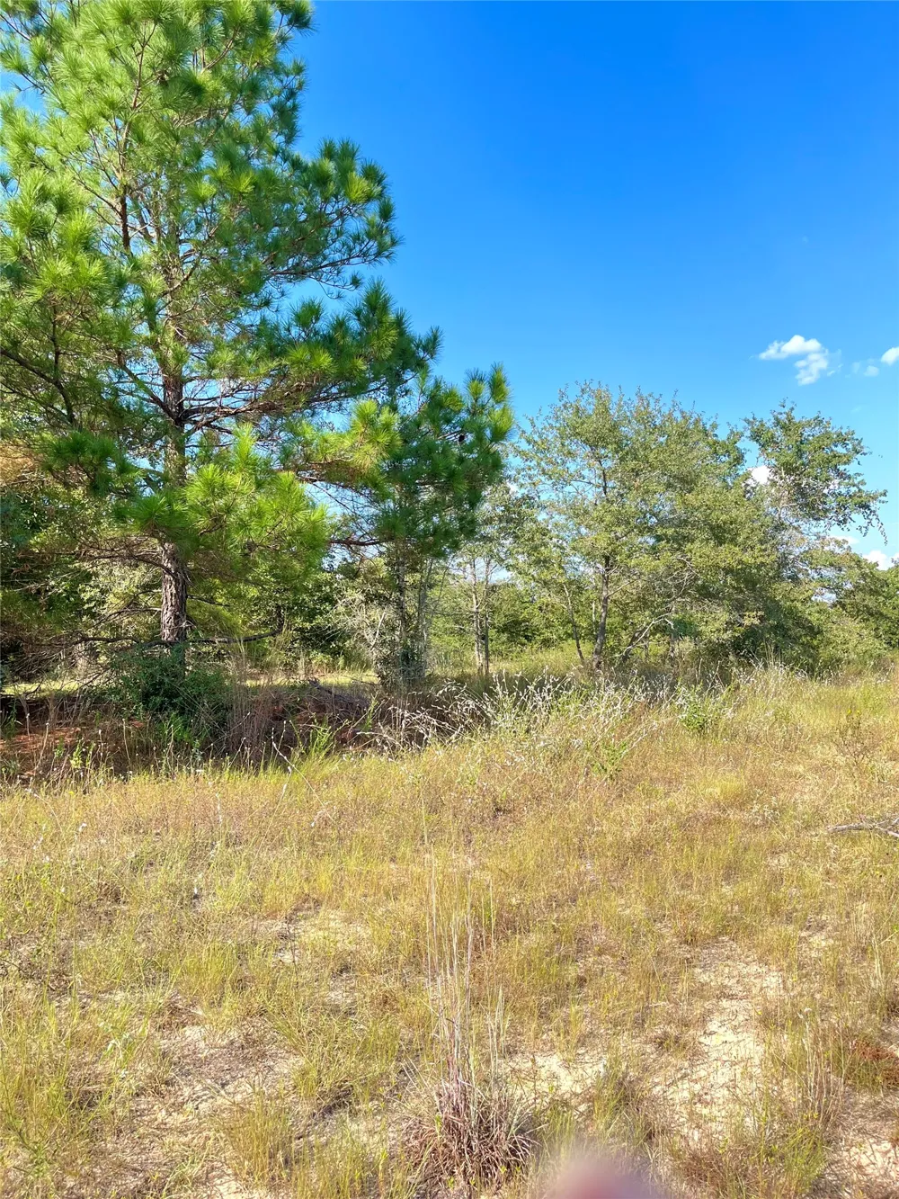 Ponderosa Loop Paige, TX 78659