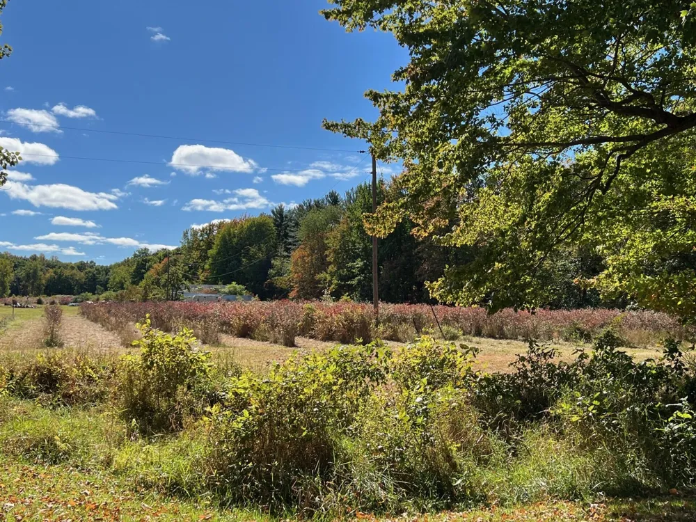 11160 Farina Road New Buffalo Township, MI 49117
