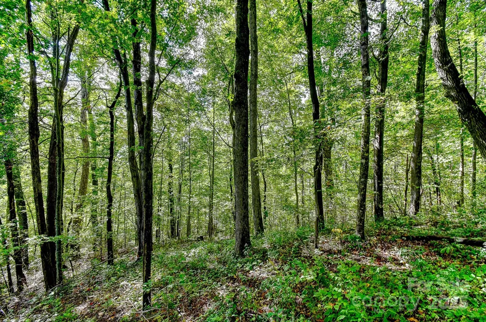 99999 Forest Brook Drive Black Mountain, NC 28711