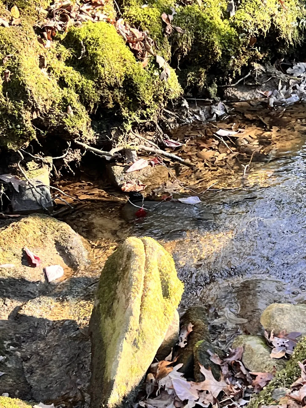 72 Lady Slipper Lane