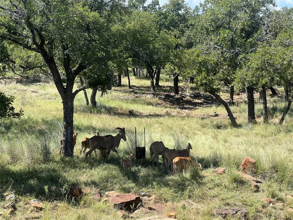 2266 Stagecoach Trail Gordon, TX 76453